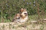 CHIEN FINNOIS DE LAPONIE 415